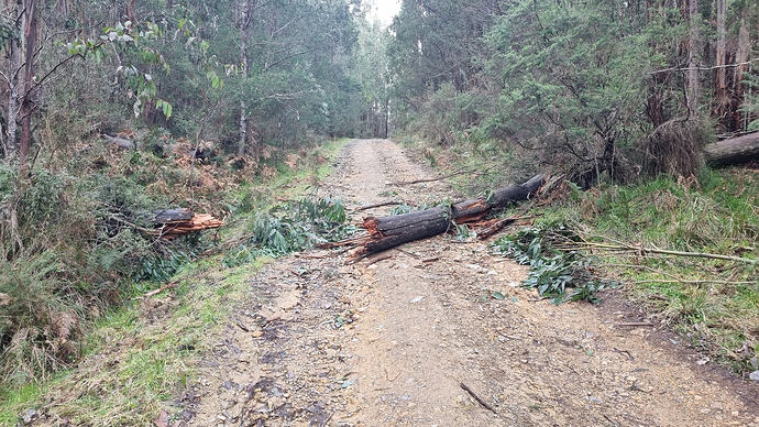 Fallen tree 5km from my destination