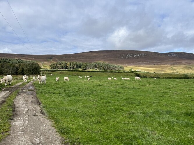 White cattle with our target to right