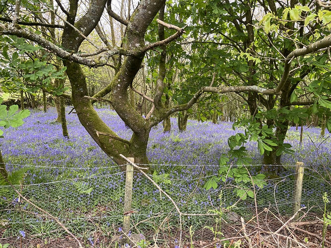Bluebells