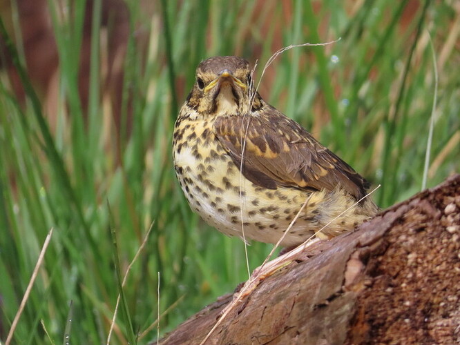 juvenile song thrush?