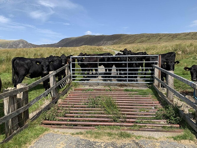 Snowdonia 24