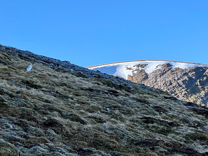 White hare stands out without the snow about
