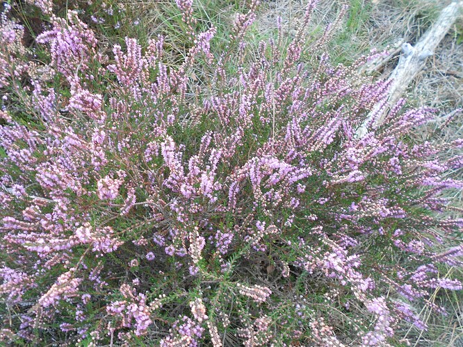 PA6 Signaal Imbosch SOLO, 24-09-25 (28)