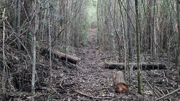 Recently cleared as the track starts to rise off the left.