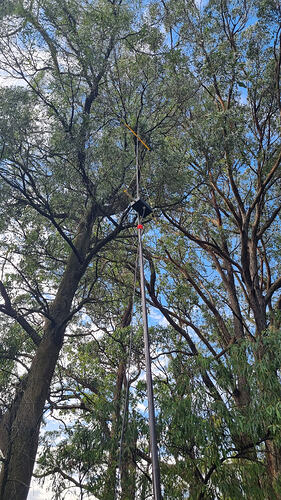 VK3/VC-025 Hourglass leaning in tree