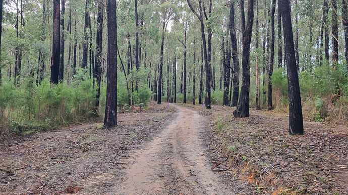 Regrowth alongside the MVO track after the 2019 bushfire.