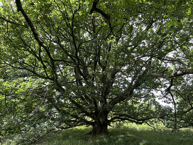 G/WB-016 Wapley Hill Oak Tree