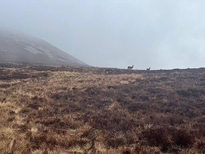 Deer in the cloud