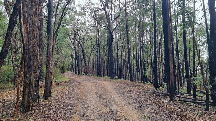 MVO track showing regrowth 12 months after a planned burn.