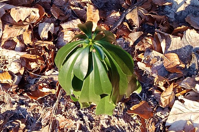 Unknown Plant