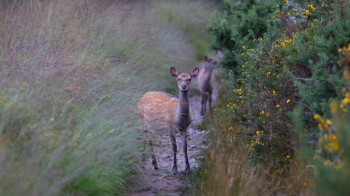 Mangerton_3724-Edytuj