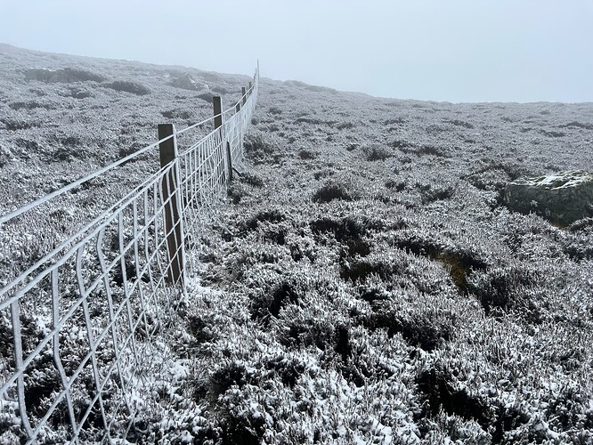 Frosty fence line