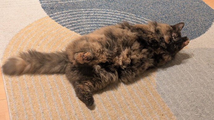 PXL_20251214_195328719.MP