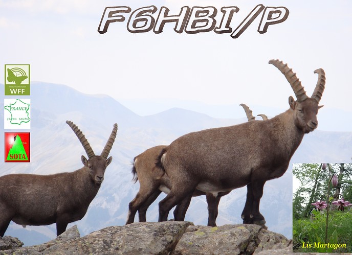 Qsl bis F6HBI bouquetins