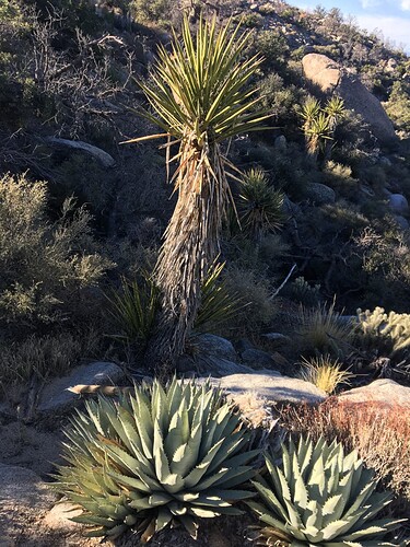 yucca and agave