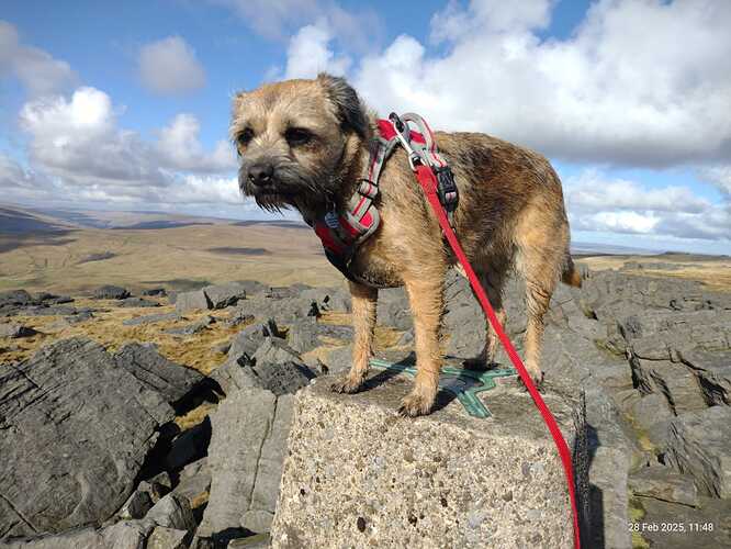 G4OBK Pippa on Great Whernside