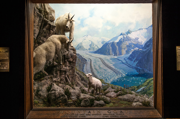 3-Mt_Goat_diorama