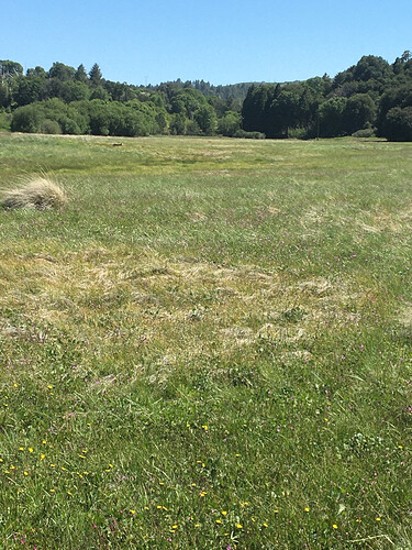 deep meadow