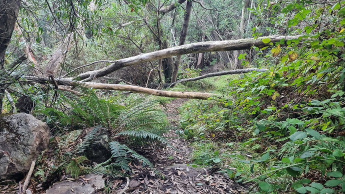 Narrow path with fallen trees to climb over and duck under.