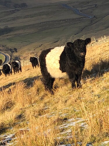 NP9 Belted Galloway