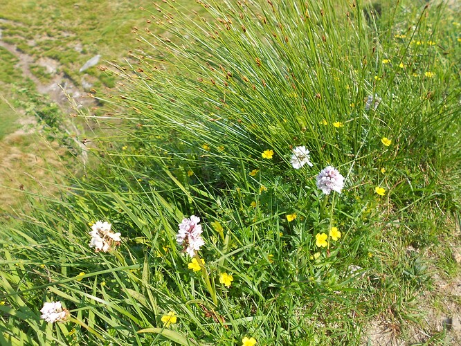 SS18-6,Beinn an Lochain,12-06-23 (86)
