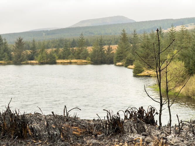 Burnt tree with Dun Colm in the background
