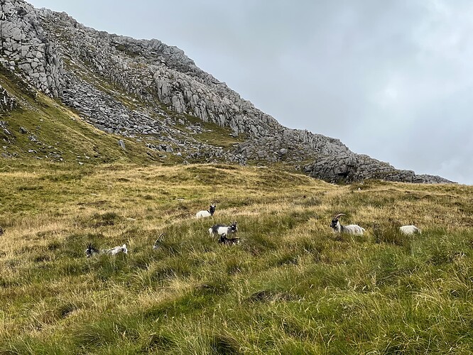 Goats on Tryfan
