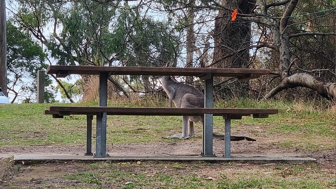 Kangaroo attempting to hide