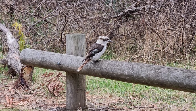 Kookaburra