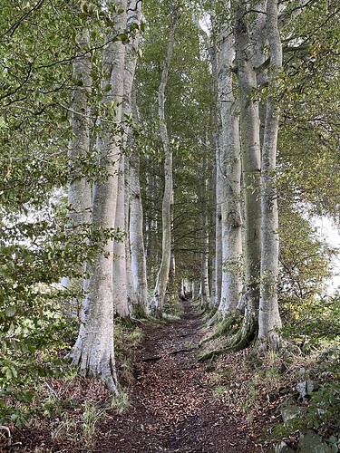 Tree lined path ascending GM/ES-047 Pressendye