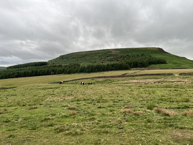Looking back at Cringle Moor, with Belted Galloway cattle in field
