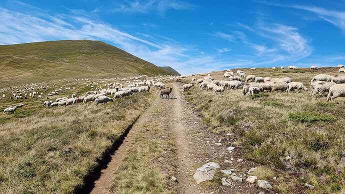 6_sheep