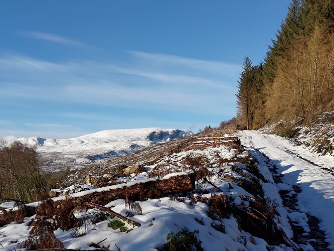 Track through the woods
