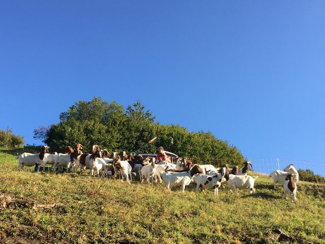 mountain_goats